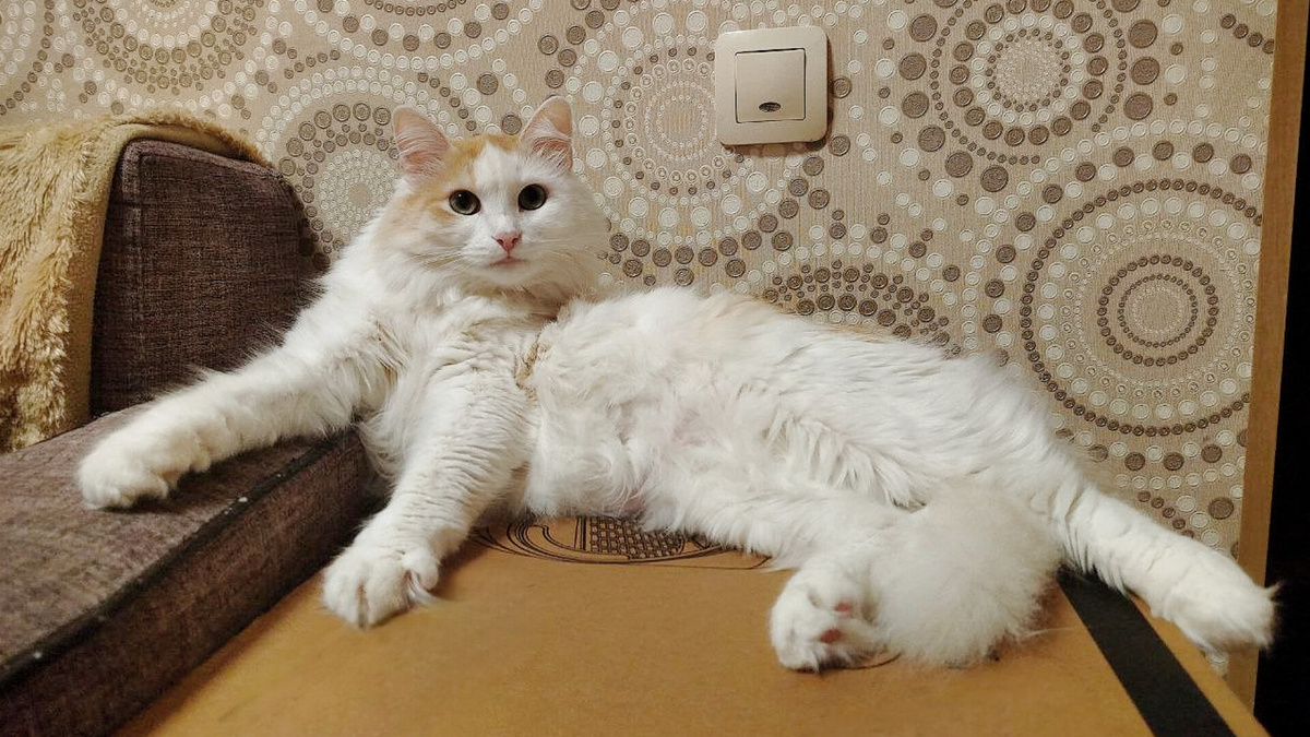 Знакомьтесь - это Нафаня: дружелюбен, лохмат, вездесущ...