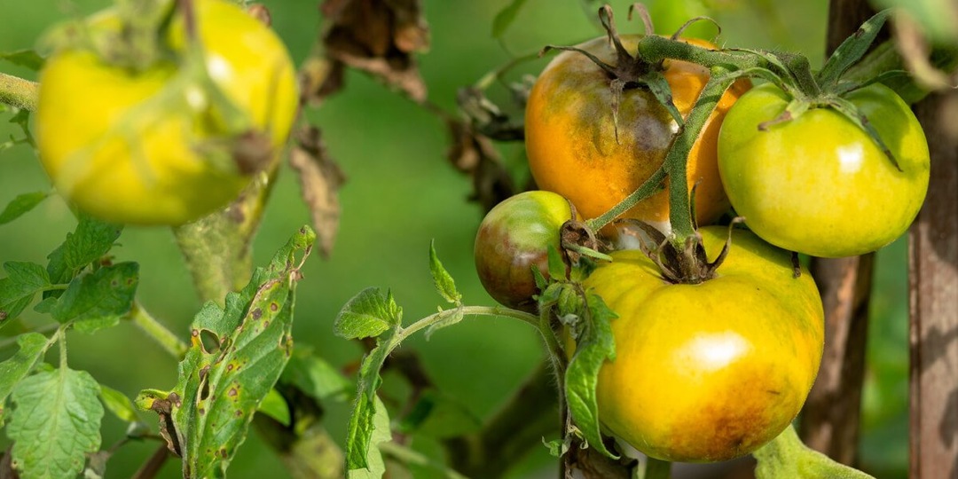 Как бороться с фитофторой на томатах в августе