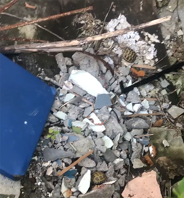 Черепашата, найденные на мусорке в Твери, оказались серьезно больны