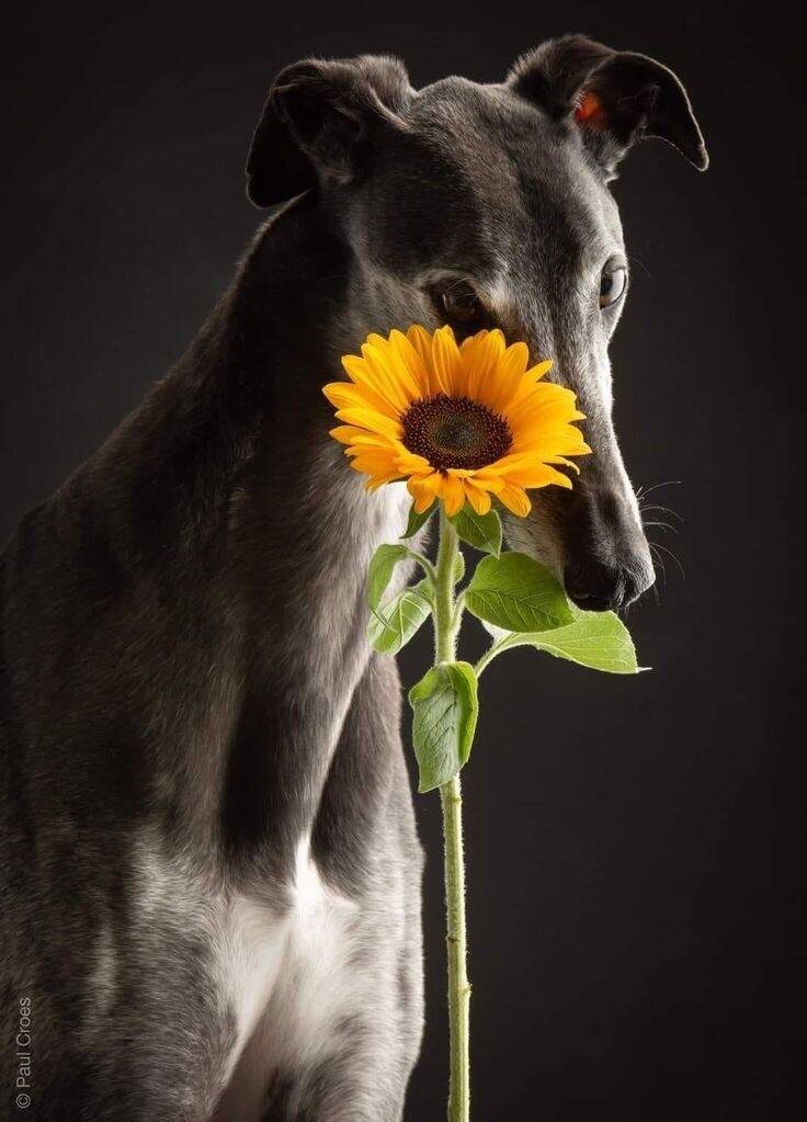 Breed Show — это CRM для питомников кошек и собак, агрегатор для продавцов зоотоваров и услуг, а также социальная сеть для любителей животных.