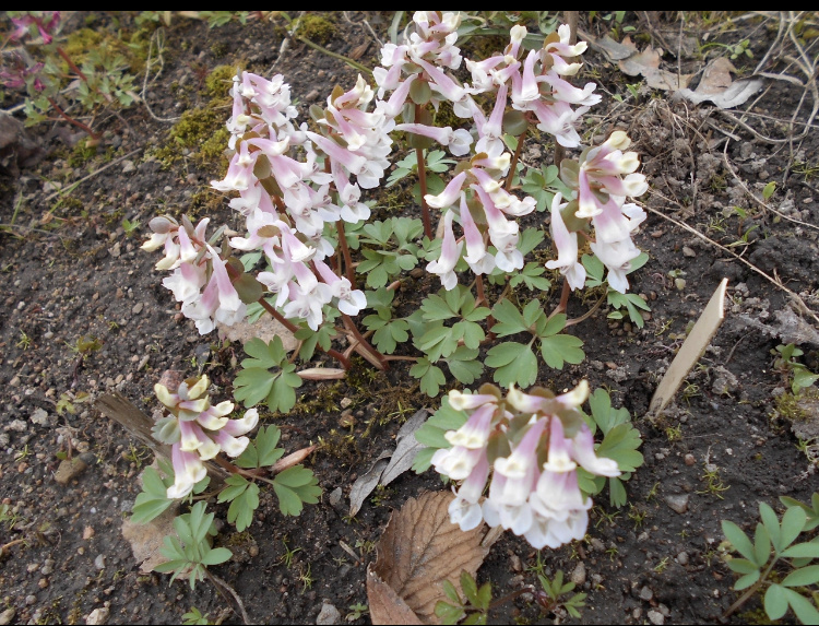 Хохлатка Луиз Элизабет