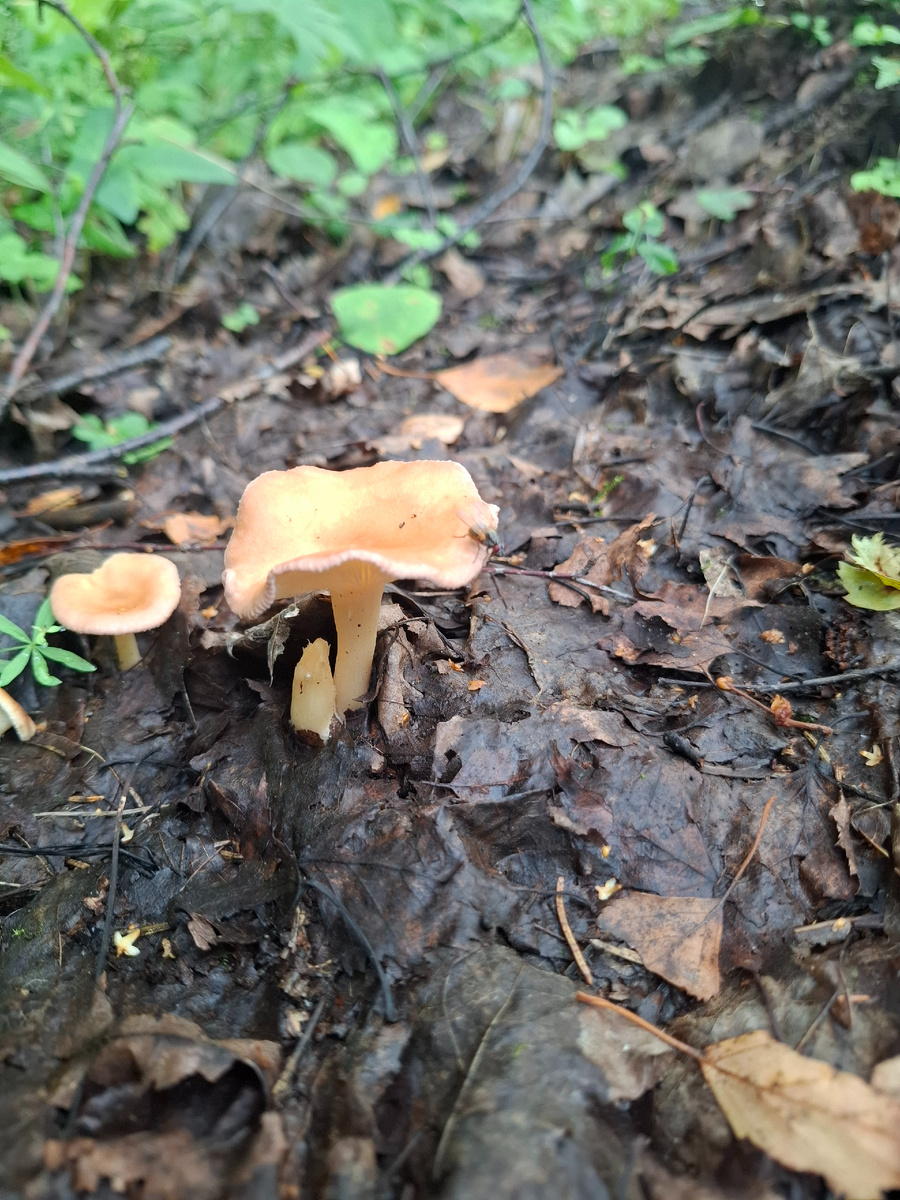 Знаете, что за гриб? Гугл говорит, род рядовок, съедобный и вкусный. Но их никто не собирает