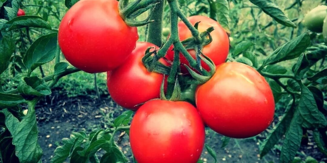 Даю томатам 2 подкормки и помидоры мощно радуют шикарным урожаем