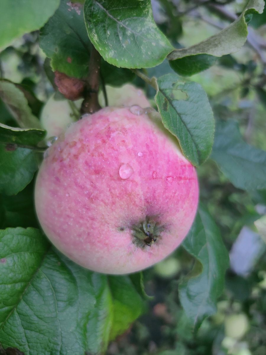 Спеют, родимые! Фото автора