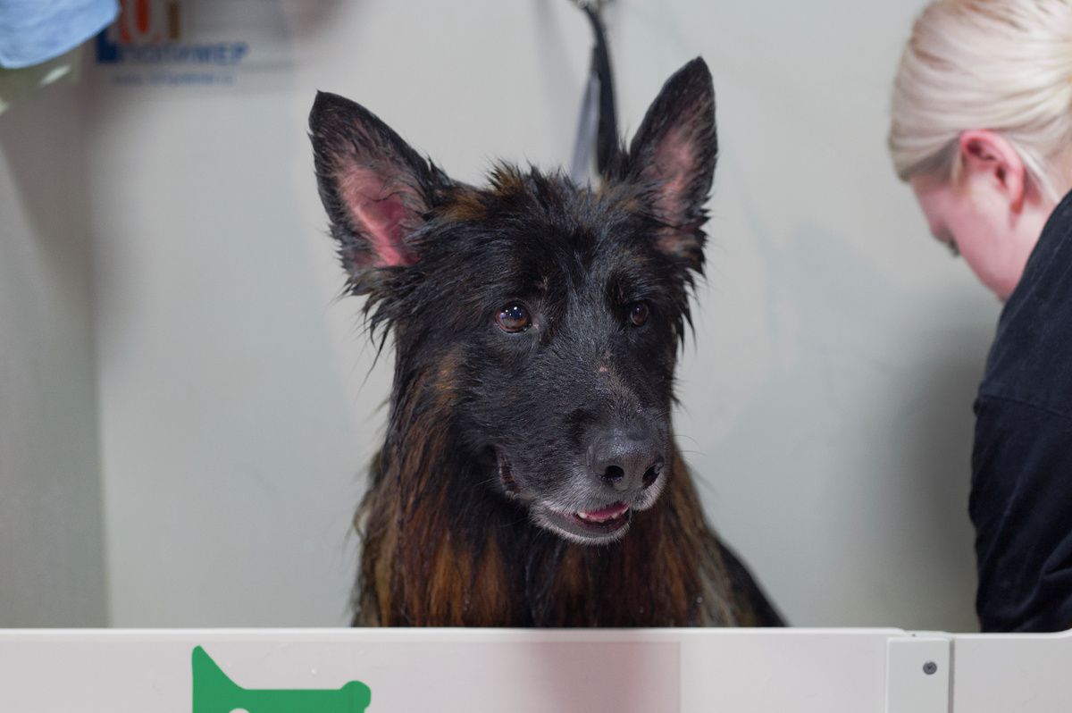 Локи в груминг-салоне