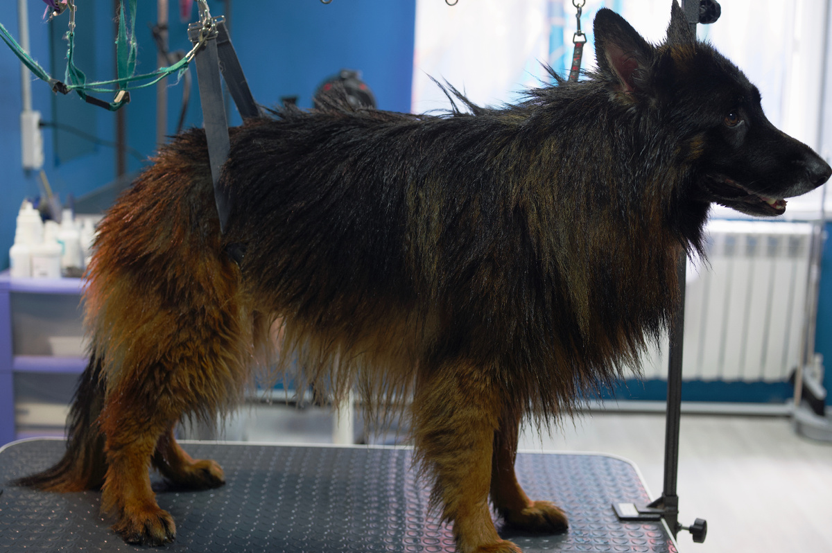 Локи в груминг-салоне