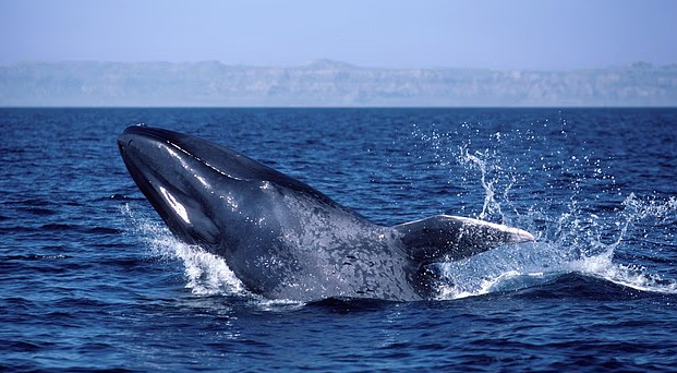 Зловещее предупреждение для человечества, поскольку голубые киты таинственно замолкают