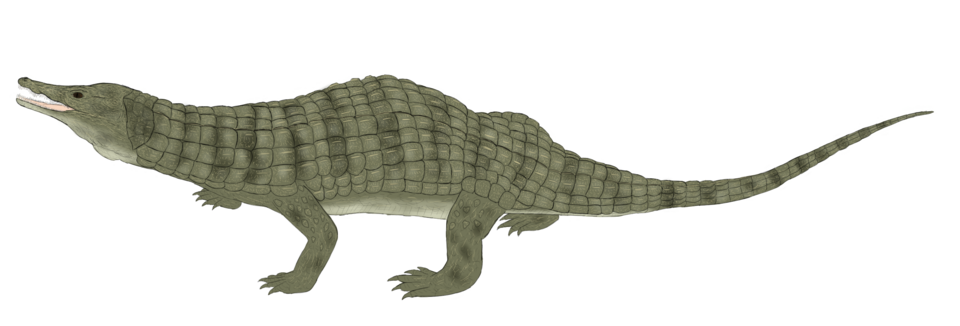 Реконструкция досвеллии.