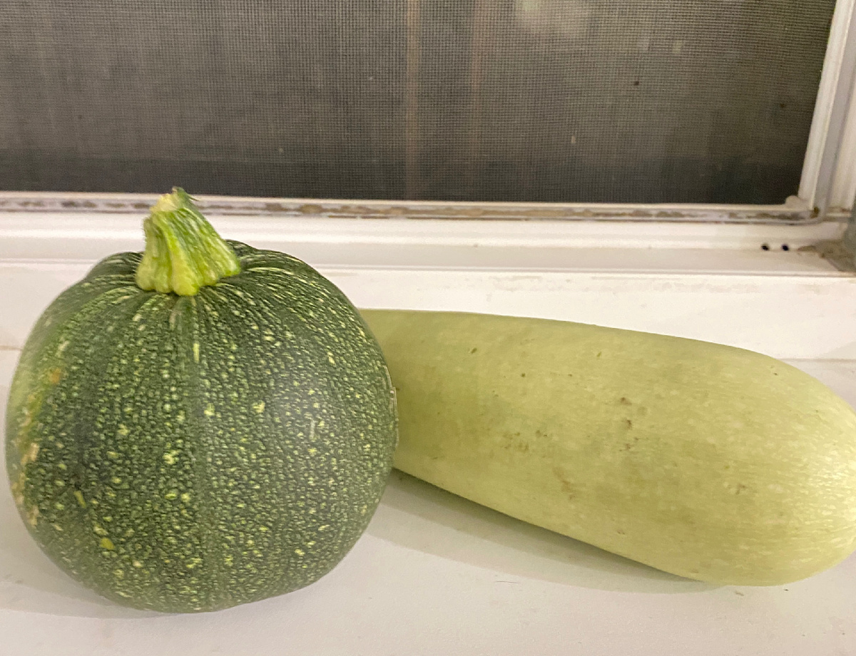 Круглый кабачок в прошлом году посадила впервые. Фото автора статьи