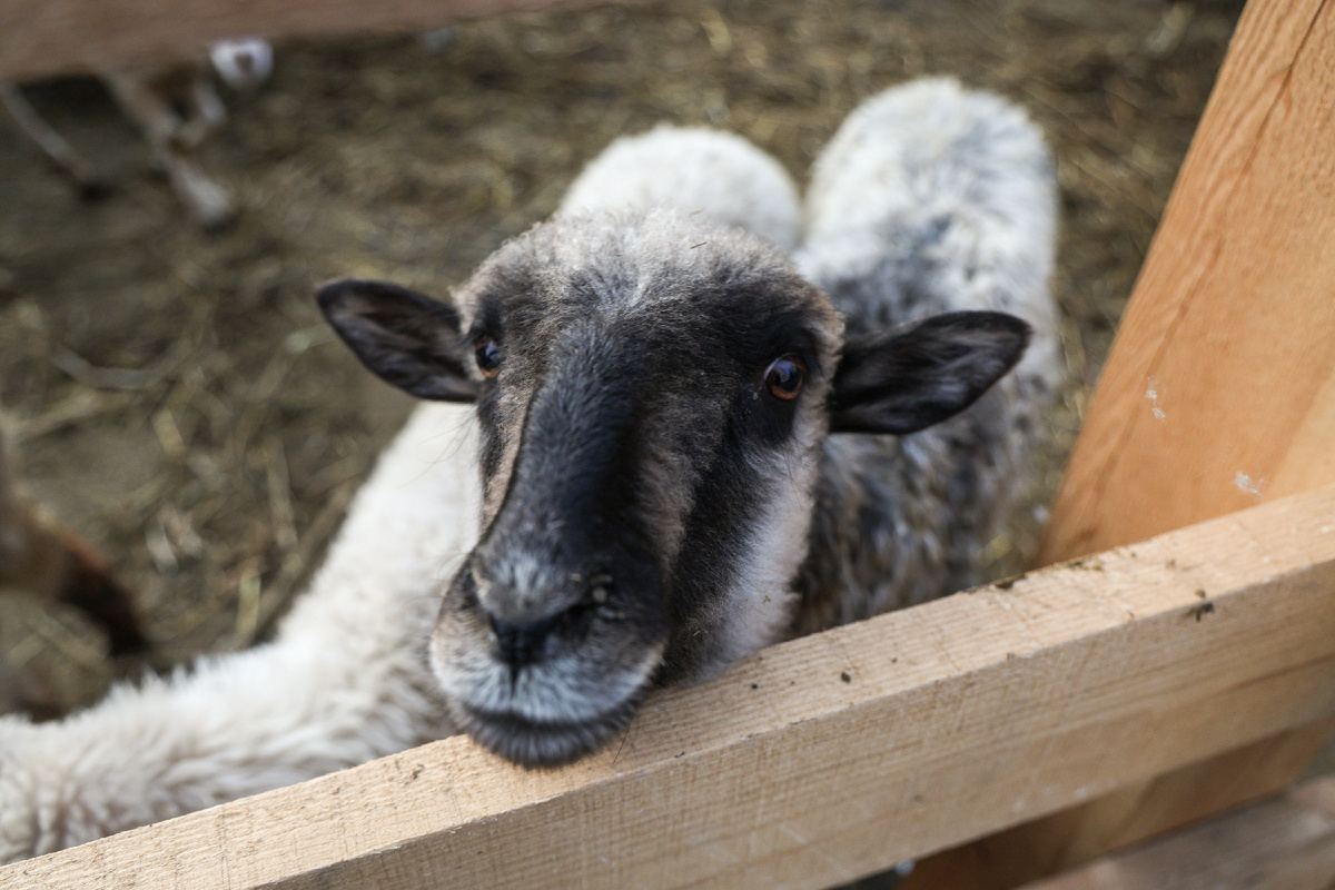 Фото: Andrey Titov/globallookpress.