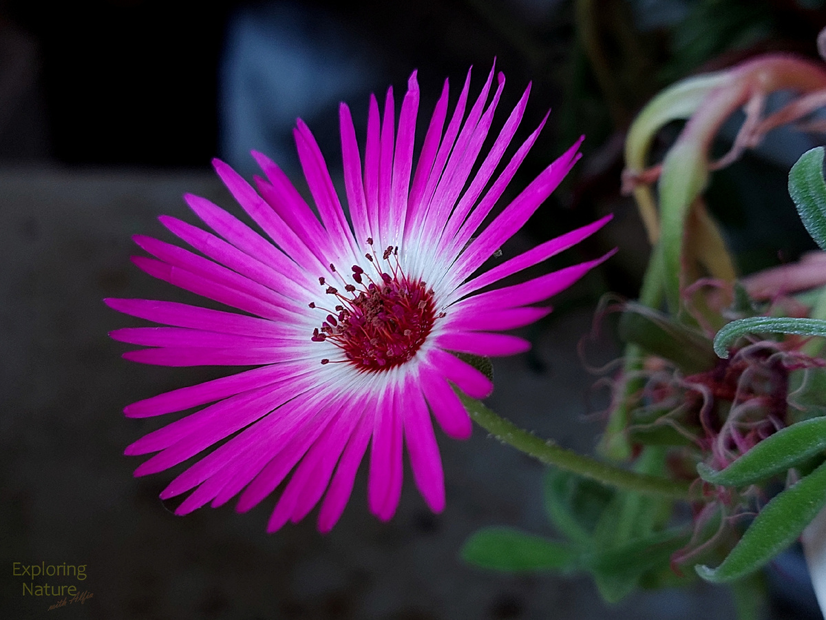 Цветок мезембриантемума хрустального (Mesembryanthemum crystallinum L.), Арлекин