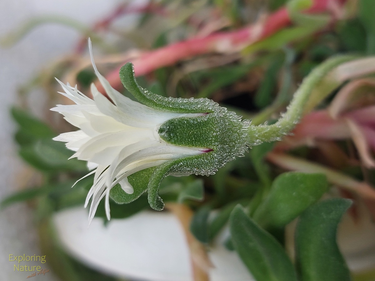 Полузакрытый цветок мезембриантемума, на стебле, листьях и чашелистниках видны пузырьковые клетки