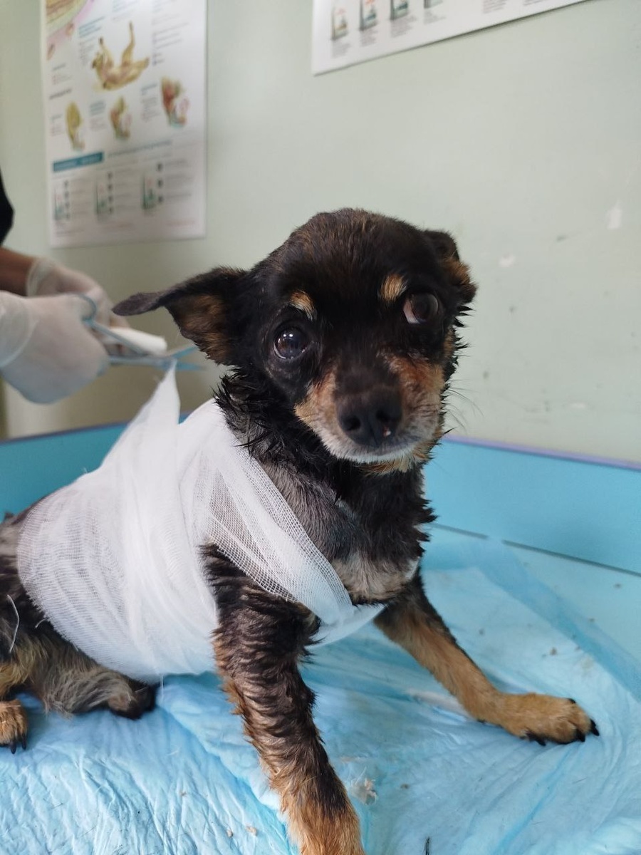 Спасенный вчера тойтерьер в клинике. Сейчас он уже в приюте, впереди ещё лечение и восстановление.