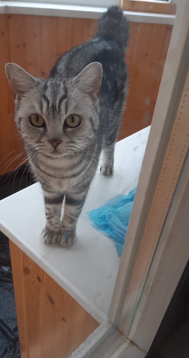 Коша встречает Ма.