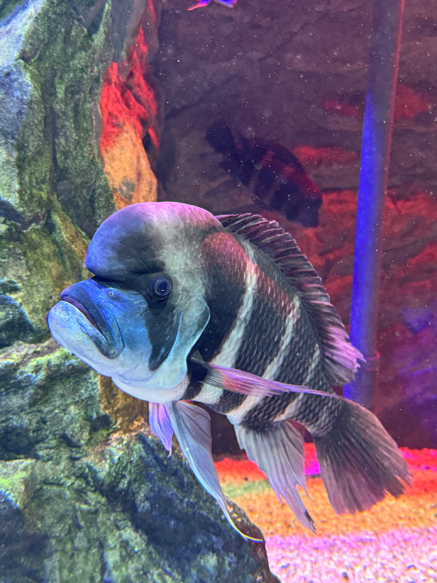 Королева Танганьики