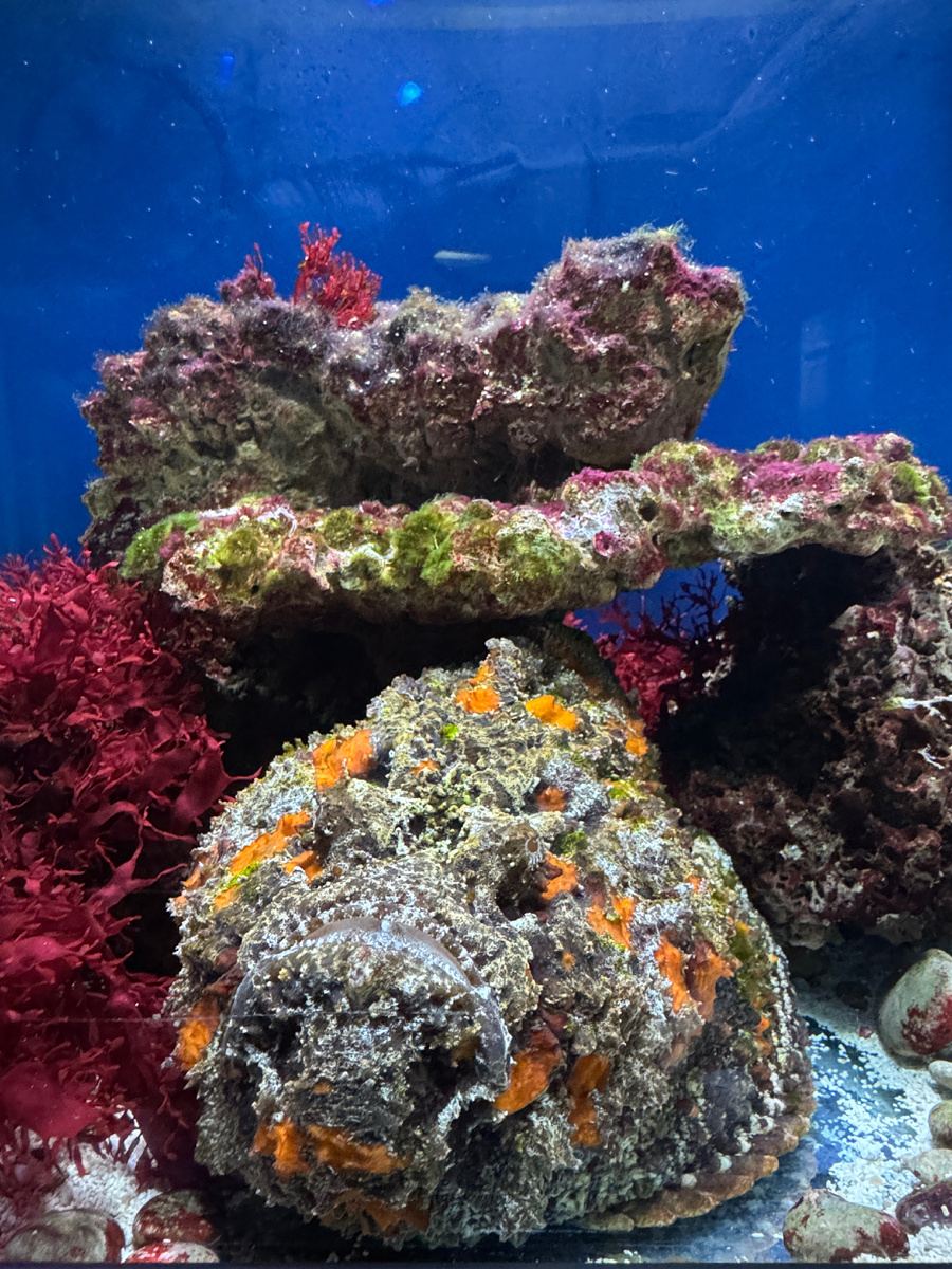 Рыба-камень, обитатель Красного моря