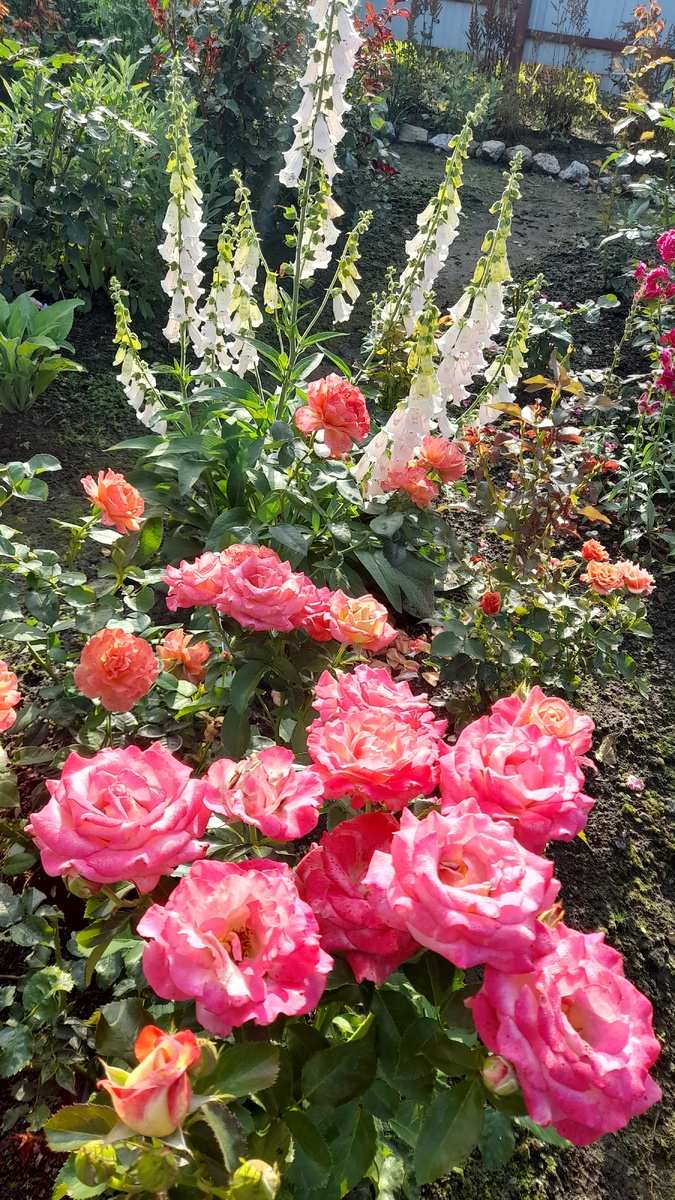 Мишель Дрюкер, фото автора 