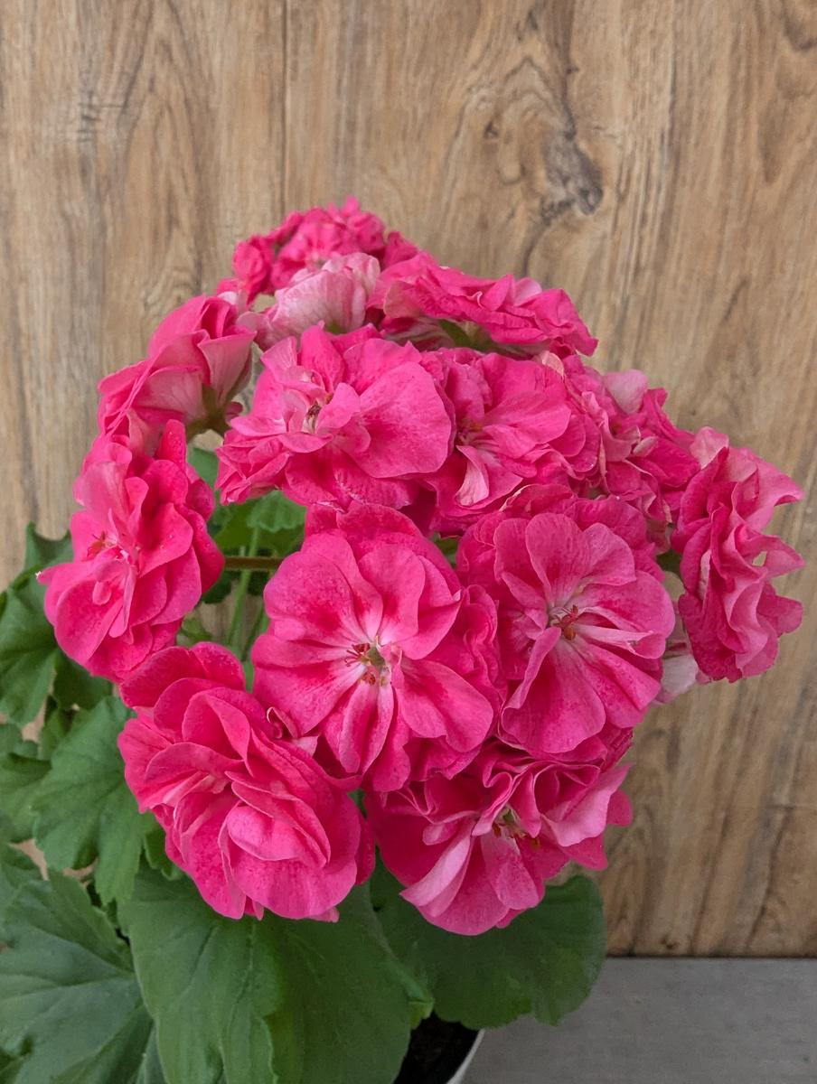 Пеларгония Сурвивор Розалинда (Survivor Rosalinda)