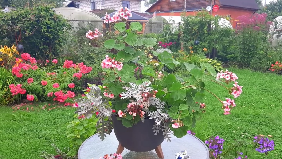 Куст пора формировать.