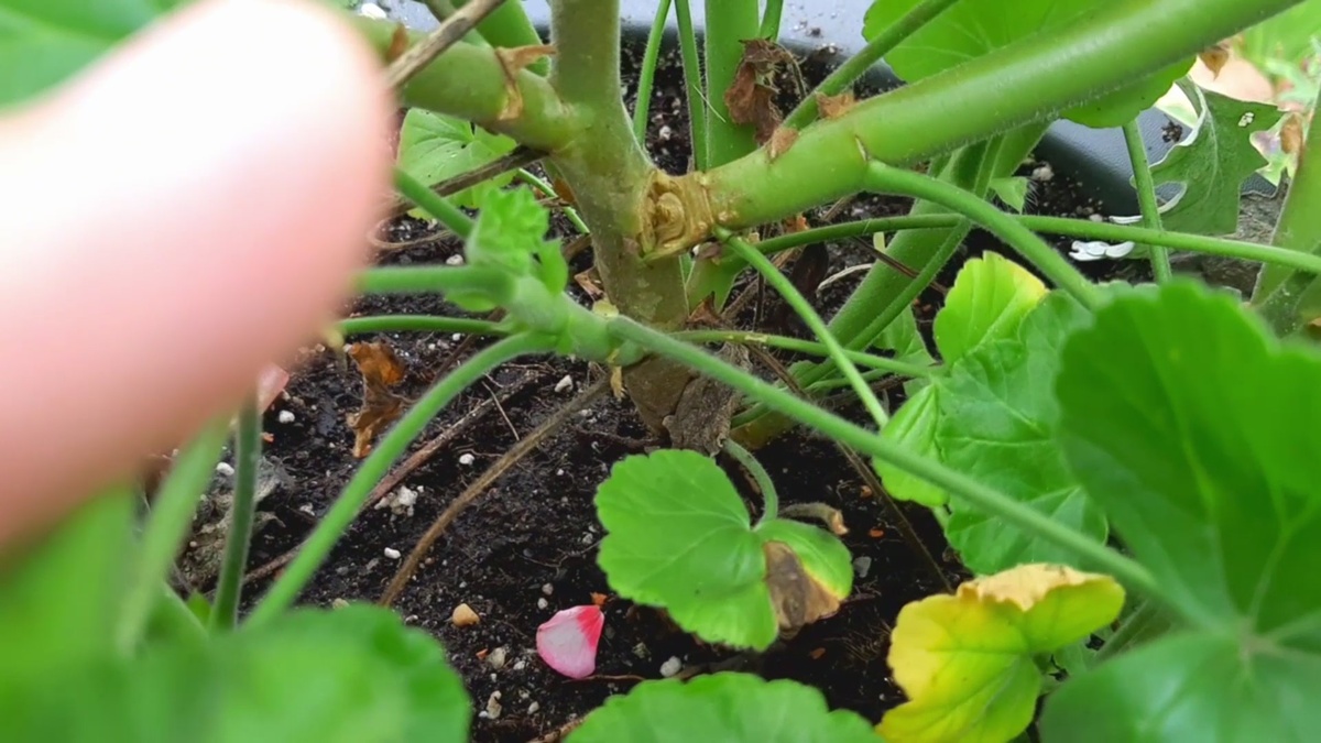 Сломанный побег.