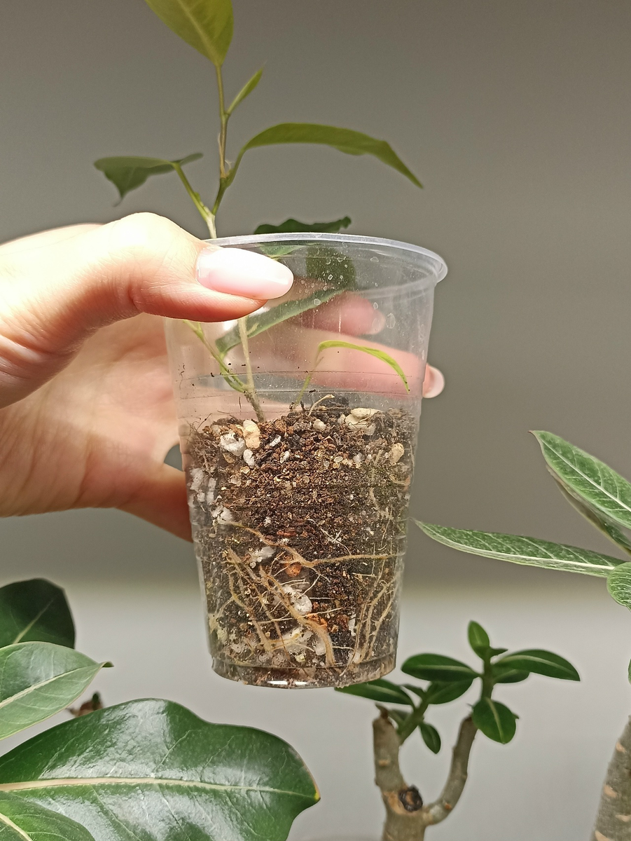 Этот маленький черенок фикуса нарастил столько корней всего за 3 недели после среза. По моим наблюдениям, это получилось быстрее и качественнее, чем при использовании корневина.