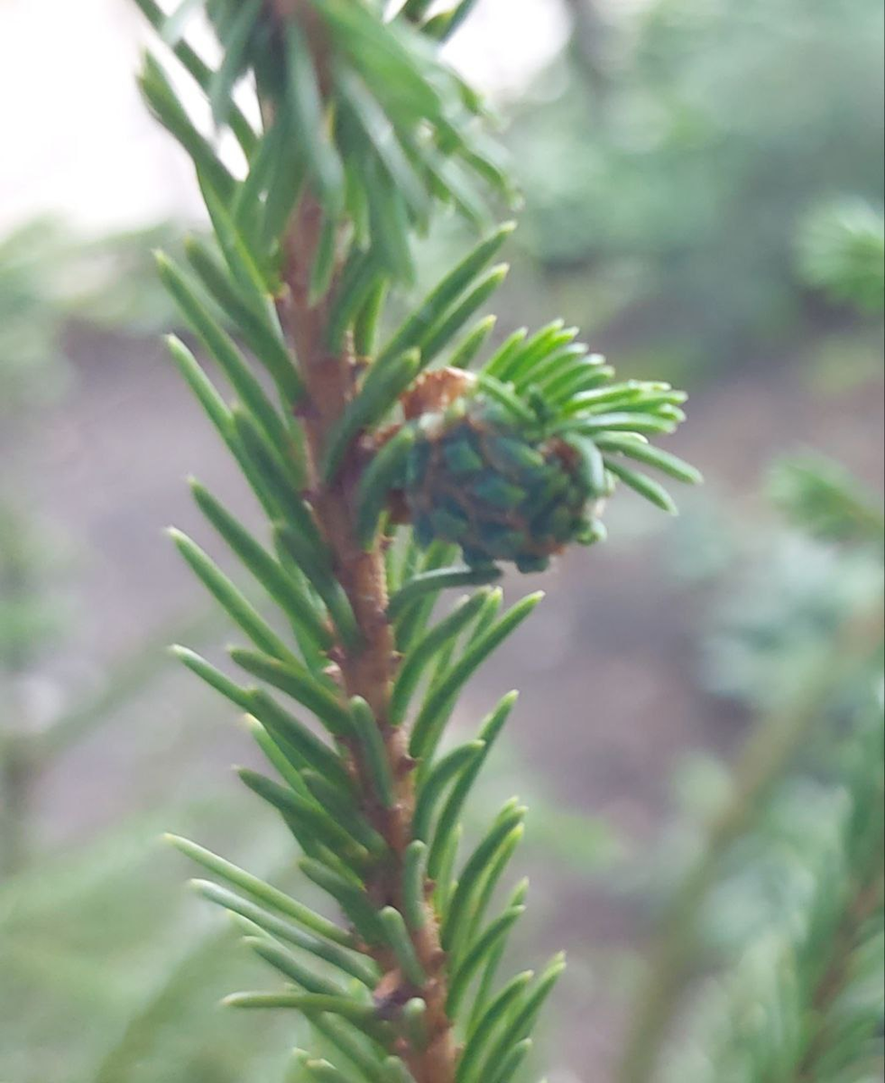 Опасная шишечка. Хермесовая тля.