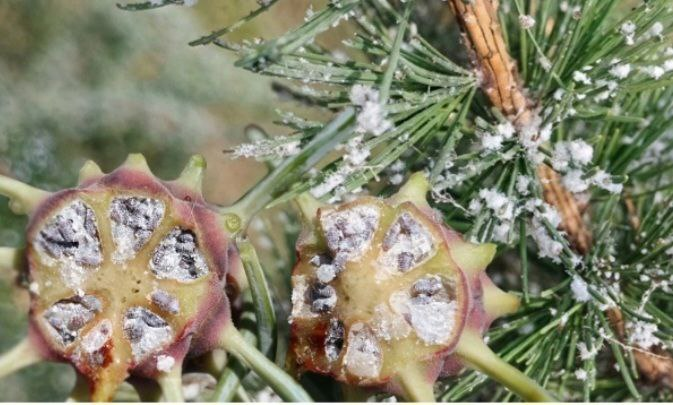 Галла в разрезе и пушистый восковой налет на ветках