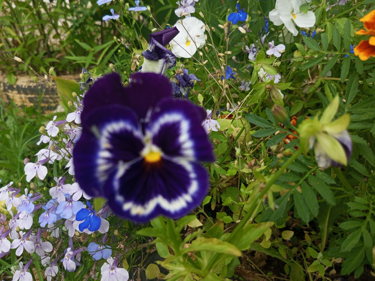 Анютины глазки, Марусины глазки... Фото автора.