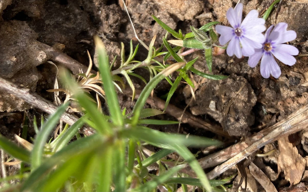 Шиловидный флокс Бавария, 8 мая 2025