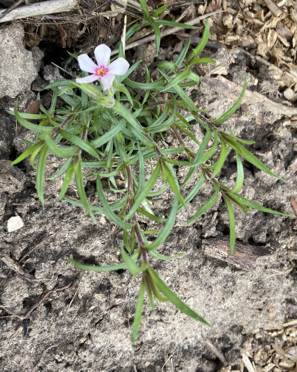 Шиловидный флокс Яблоневый цвет, 8 мая 2025