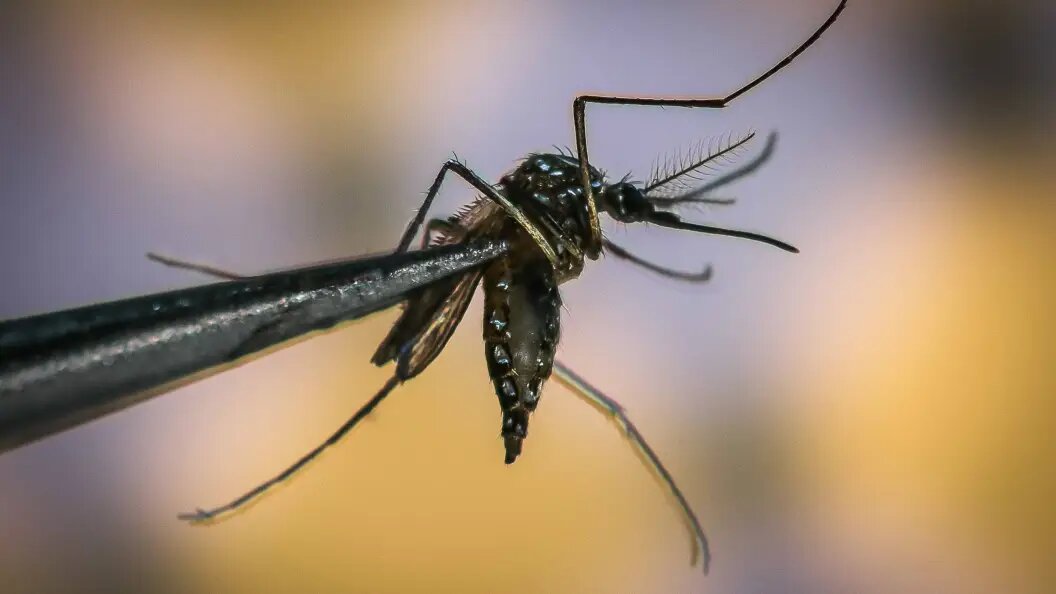    Фото: Cadu Rolim, via www.imago-images/www.imago-images.de/Globallookpress