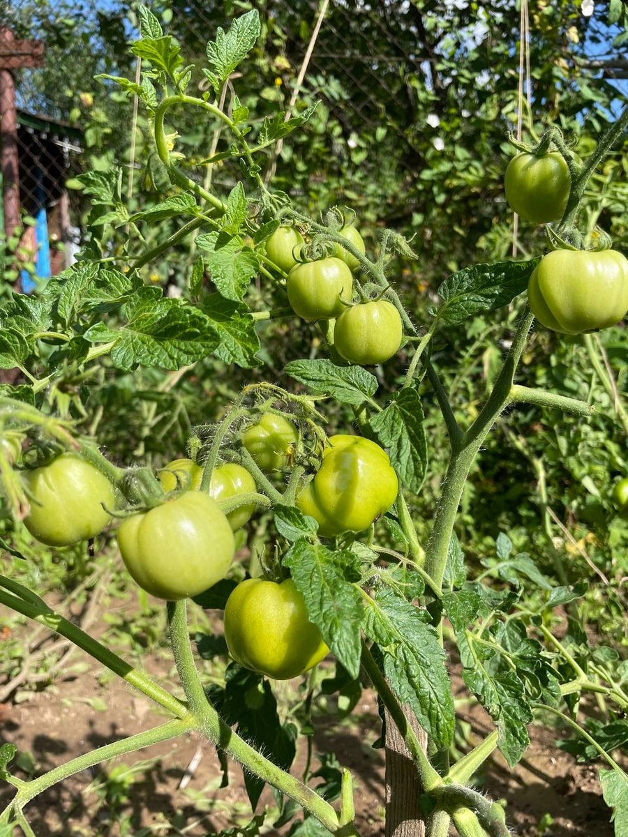 Дубок(Дубрава) один из простых сортов, который получается всегда. 
