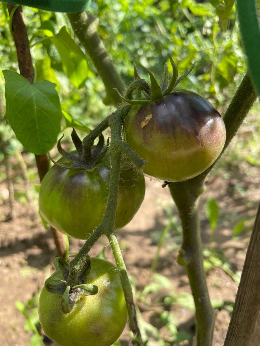 Черничка, сажаю в первый раз. Один плод испортился на кусте, не успев созреть