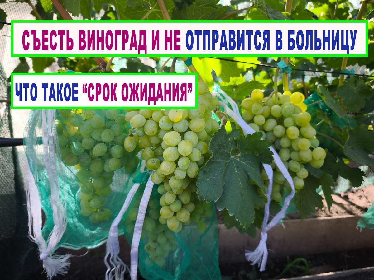 Восторг 4 августа. Донбасс.