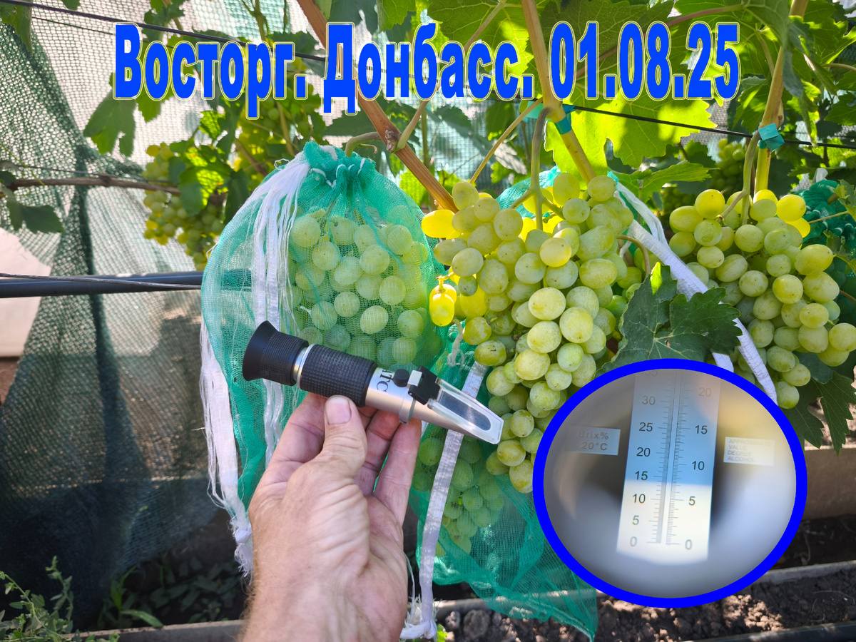 Измерение содержания сахара в ягодах винограда.