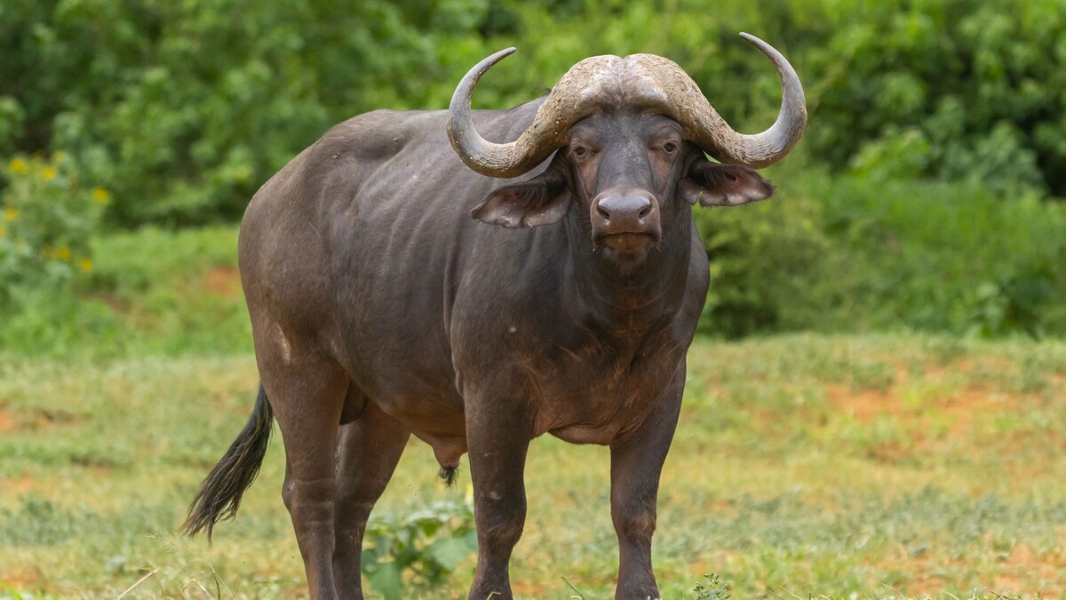    Фото: Piotr Poznan/Shutterstock/Fotodom