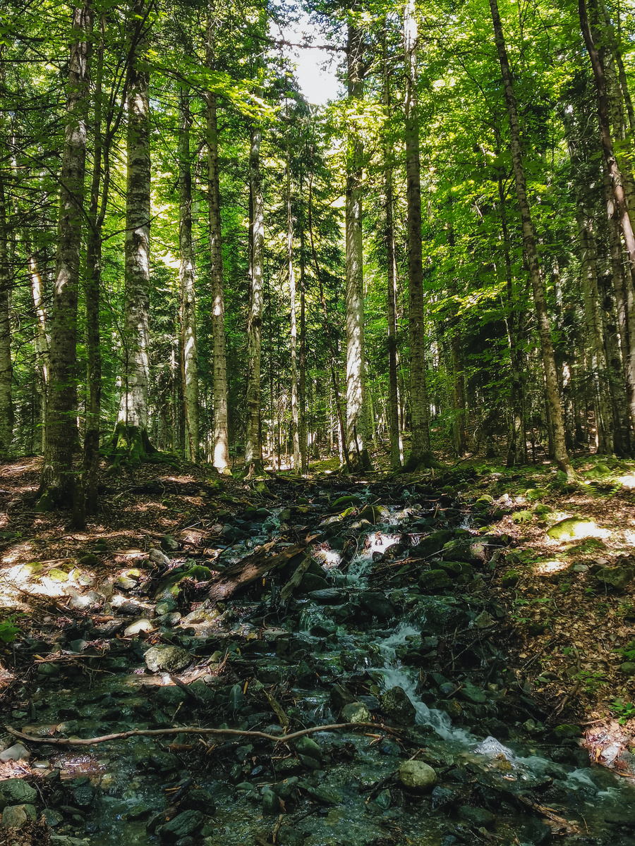 Ручей у тропы недалеко от стоянки Тридацый километр