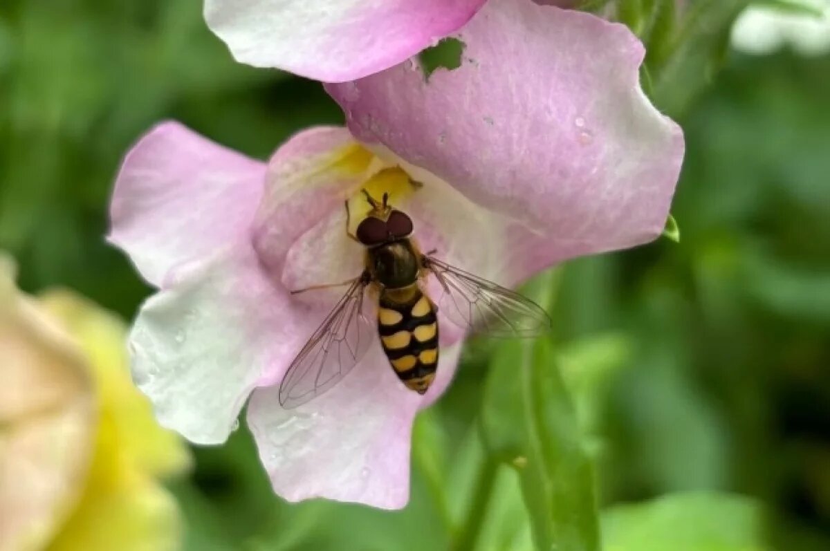    О страшных суевериях на Анну Зимоуказательницу рассказали новосибирцам