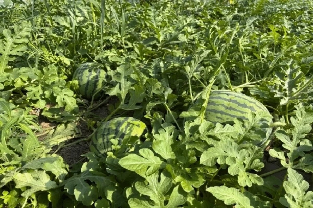    Фермер на Сахалине показал выращенные арбузы