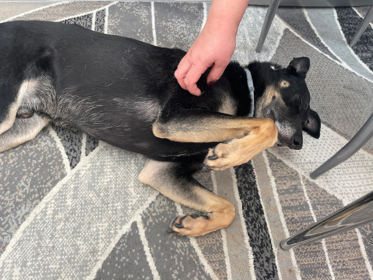 Обожаю подойти к своим человекам, завалиться на бок вот так вот, чтобы потом меня гладили и чесали! 🥰