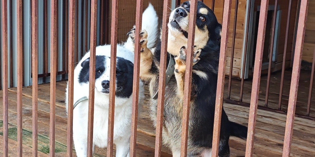 Это не "опять сбор", а вопрос: пройти мимо или помочь, когда вы - одна надежда?