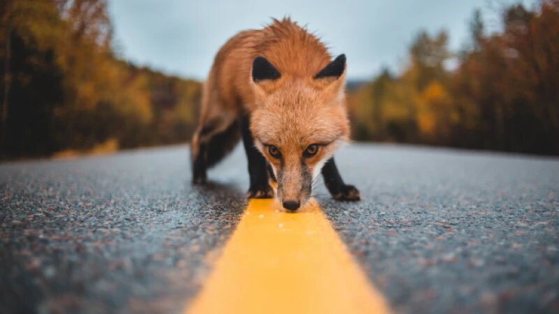     Лиса. unsplash.com