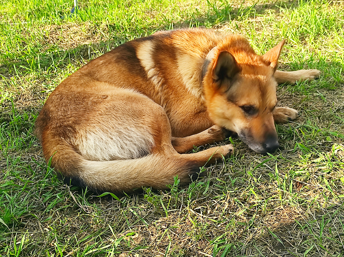 Лис хочет ещё мяса 😁