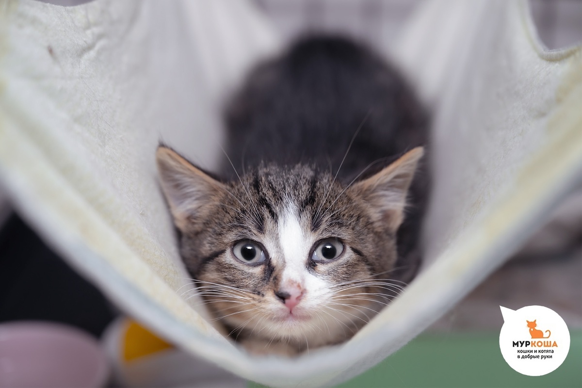 Кушачок уличный котёнок, брат Лучка и Маячка.