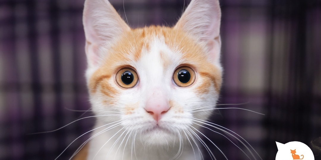 Любовь с первого взгляда