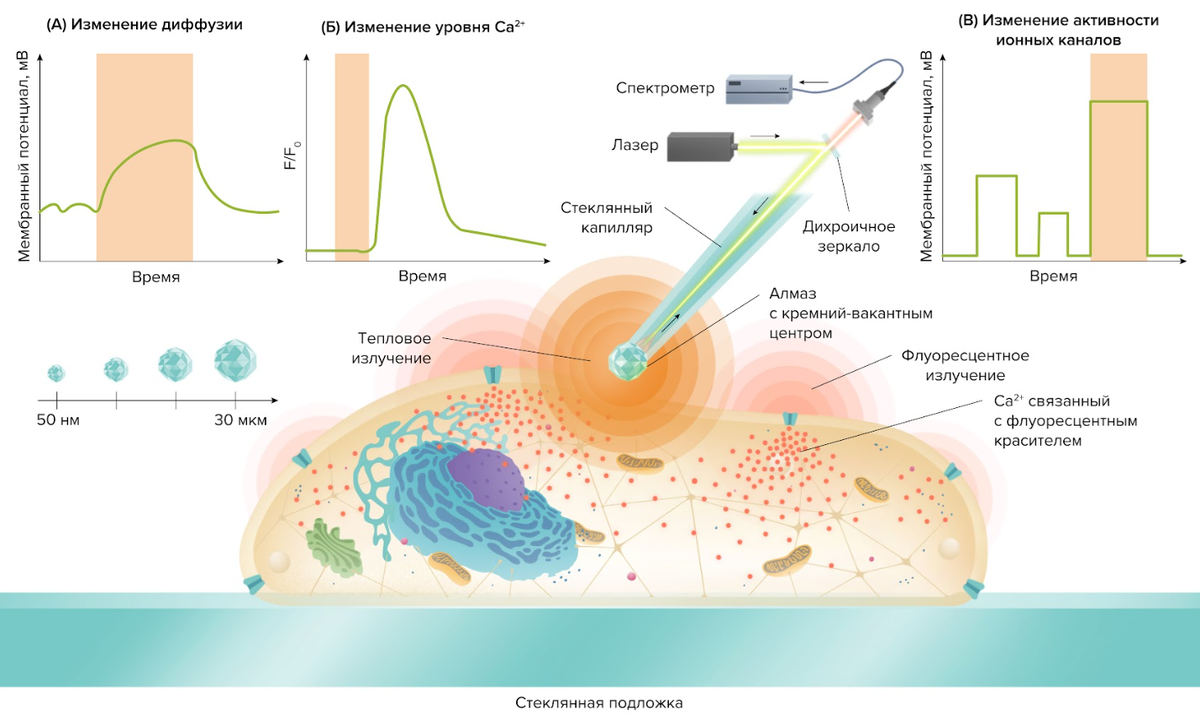 Реакция одиночной клетки на использование алмазного термометра-нагревателя «Вандер Технолоджис». Клеточные отклики на локальное изменение температуры: (A) Изменение диффузии мембранных компонентов. (Б) Высвобождение ионов кальция (Ca2+) из внутренних депо. (В) Активация ионных каналов в плазматической мембране. Эти эффекты регистрируются по изменению мембранного потенциала и флуоресценции кальциевого красителя. Прибор позволяет точечно изучать термодинамику в клетках, стимулировать клетки для тканевой инженерии, а также потенциально может использоваться для инициирования процесса ЭКО, регуляции кровотока при лечении болезней сердца и манипуляциях с отдельными нейронами для терапии неврологических заболеваний.