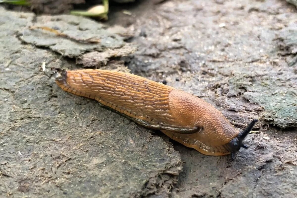    Туманов посоветовал бороться с испанскими слизнями с помощью пивных ловушек