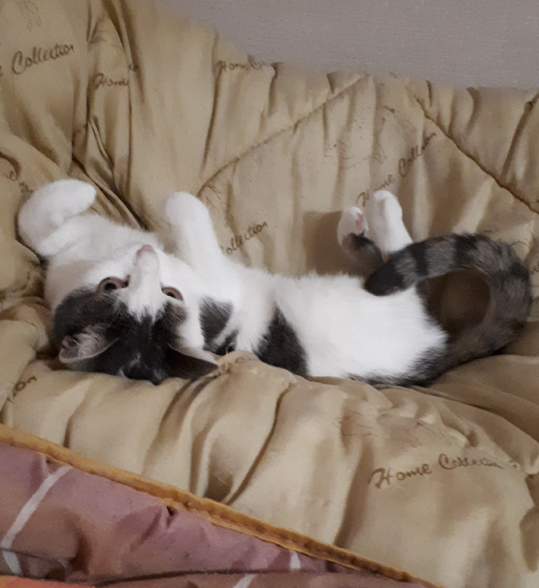 Помогатор . Собрала одеяла вывесить на солнце , а она тут же решила , что не надо ничего выешивать . И как ее прогнать ? .