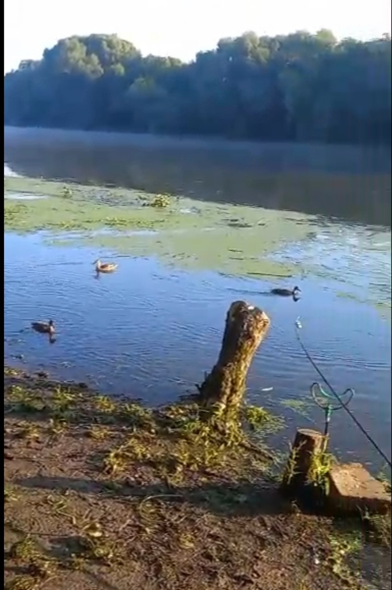 Немного утренний релакса на реке вам в ленту.