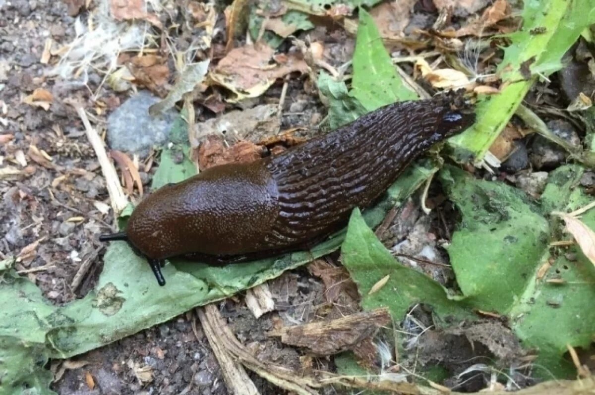    Агроном Туманов рассказал об атакующих Подмосковье слизнях-каннибалах